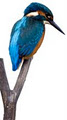 Kingfisher Lodge image 3