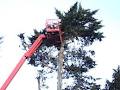 Anderson Tree Services image 2