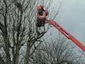 Anderson Tree Services image 6