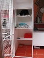 Cathy's Cattery image 2