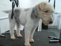 doggy doo's grooming image 4