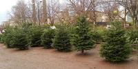 Cork Christmas Trees image 4