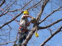 Tree Surgeon Dublin image 1