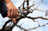 Tree Surgeon Dublin image 3