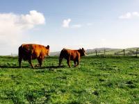 Damien Coyne Agri image 4