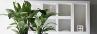 Universal Floral Office Plants Rental  image 6