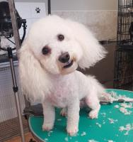 Fitzsimons Dog Grooming image 14