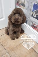 Fitzsimons Dog Grooming image 13