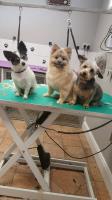 Fitzsimons Dog Grooming image 7