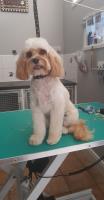 Fitzsimons Dog Grooming image 11