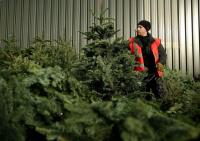 Caulstown Christmas Tree Farm image 12