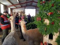 Caulstown Christmas Tree Farm image 4