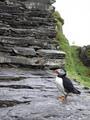 Boat Trips to Skelligs Rock with Casey's image 1