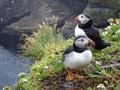 Boat Trips to Skelligs Rock with Casey's image 4