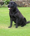 Aharas labradors image 1