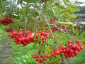 An Cnoc Bán Organic Farm image 3