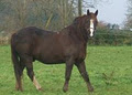 Ballybrown Equine Clinic image 2