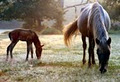 Ballybrown Equine Clinic image 1