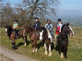 Birr Equestrian Centre image 2