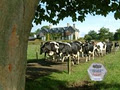 Carrigbyrne Farmhouse Cheese Company Ltd. image 2