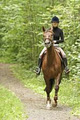 Clonfert Maynooth Equestrian Centre image 2