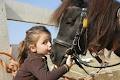 Clonfert Maynooth Equestrian Centre image 3