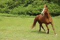 Clonfert Maynooth Equestrian Centre logo