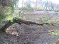 Colclough Walled Garden image 5