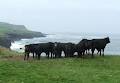 Doolin Farm Direct image 2