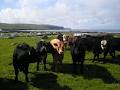 Doolin Farm Direct image 5