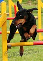 Ennis Dog Club image 1