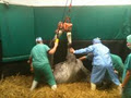 Equine Vet Ireland image 3