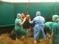 Equine Vet Ireland image 4