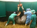 Equine Vet Ireland image 5