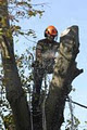 Fiachra Finnegan Tree Services and Firewood logo