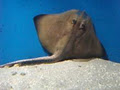 Galway Atlantaquaria, National Aquarium of Ireland image 1