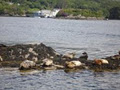 Garnish Island Ferry - Harbour Queen Ferry image 3