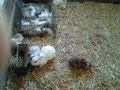 Glendeer Pet Farm image 5