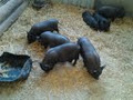 Glendeer Pet Farm image 6