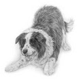 Hollybarn Pet Products logo