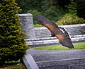 Ireland's School of Falconry image 2