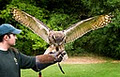 Ireland's School of Falconry image 3