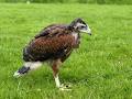 Ireland's School of Falconry image 4