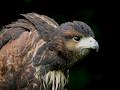 Ireland's School of Falconry image 5