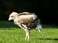 Ireland's School of Falconry image 6