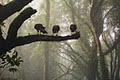 Ireland's School of Falconry image 1