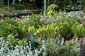 Johnstown Garden Centre image 6