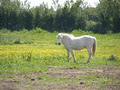 Laois Camping and Caravan Park image 5