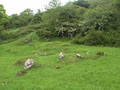 Lough Gur Official Website image 6