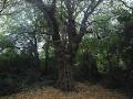 Merrion Square Park image 2